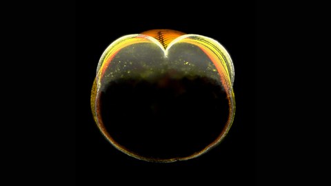 A zebrafish embryo during the first cell division cycle.