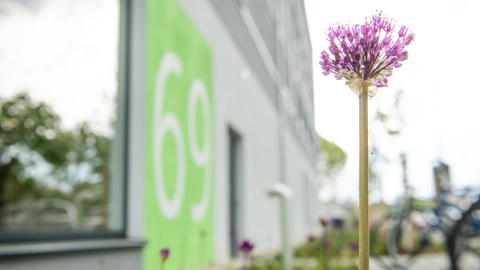 Foto: Im Vordergrund ist eine lila Zierlauch-Blüte abgebildet, im Hintergrund erkennt man das Gebäude Nr. 69 auf der Nöthnitzer Str.
