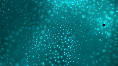 Microtubule asters in cytoplasmic extract of the African clawed frog Xenopus laevis. 