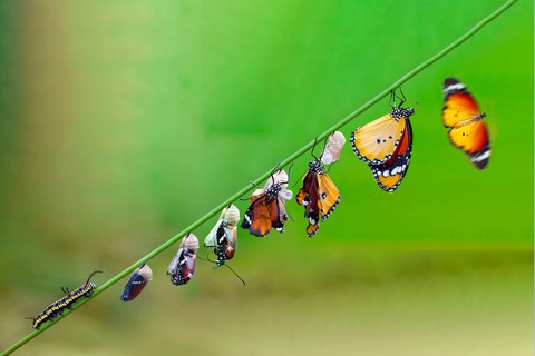Differing stages of life from caterpillar to cocoon to butterfly 