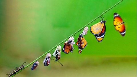 Differing stages of life from caterpillar to cocoon to butterfly 