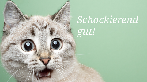 funny cat looking shocked with mouth open portrait on green background funny cat looking shocked with mouth open portrait on green background 