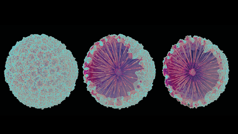 skeletal glass element from the sponge Geodia cydonium 